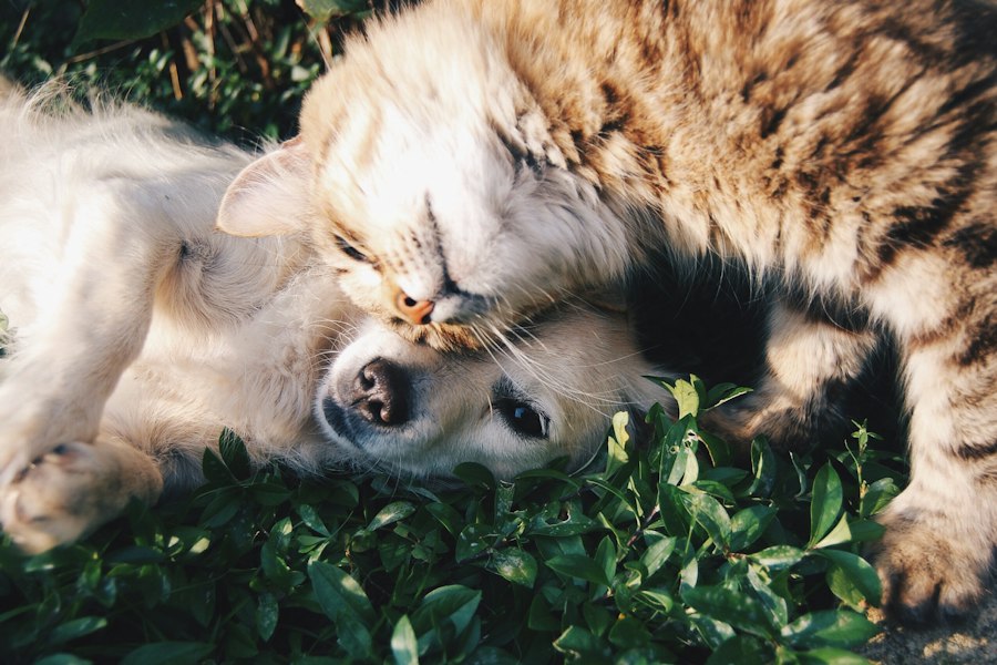 Pet sitter
